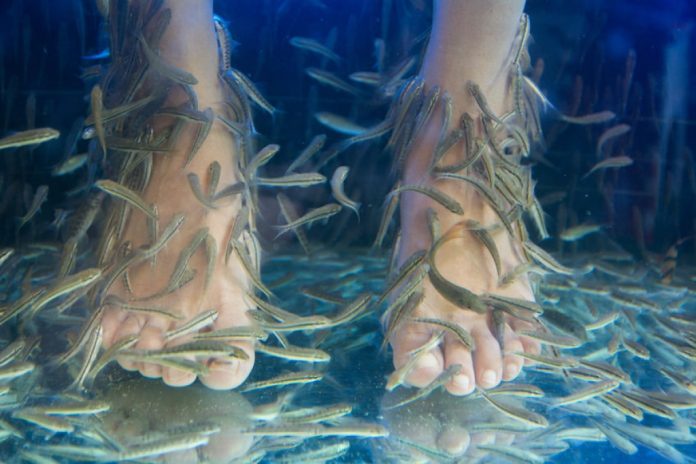 Fish pedicure