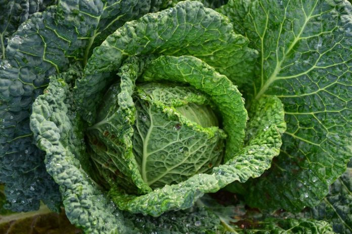 Green leafy vegetables help in knee arthritis