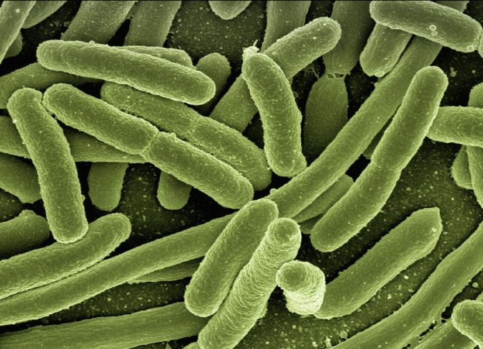 E. Coli bacteria in intestine