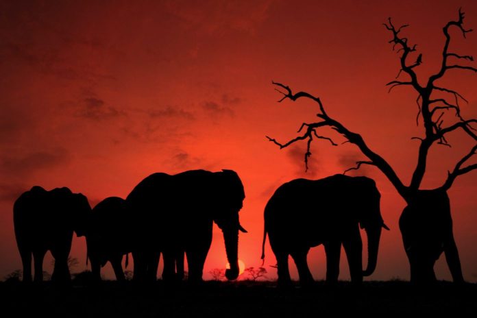 elephant herd against setting sun