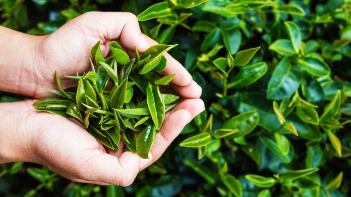 green tea leaves picked up in palms in a plantation