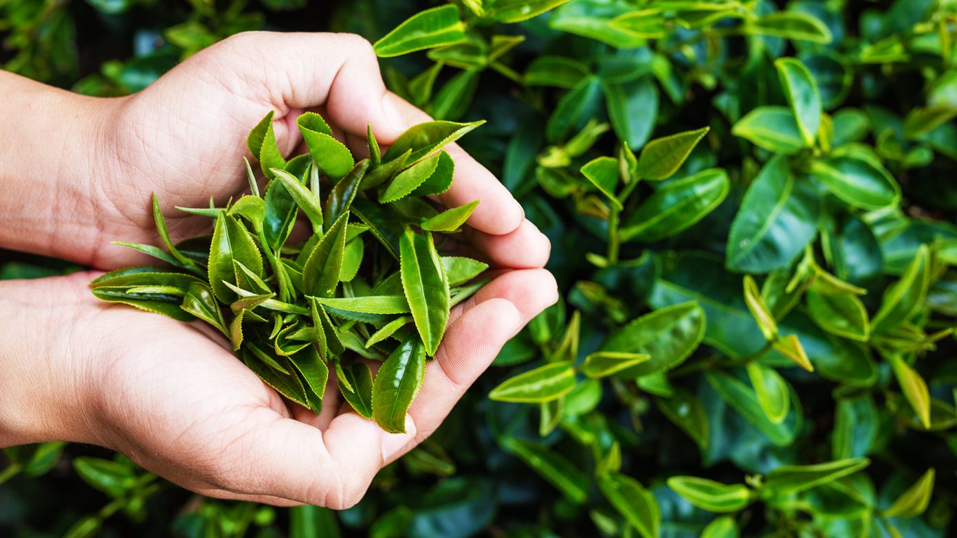 Teh Real Tea Green Tea or Black Tea: Which is the 'Real' Tea? – Health Sachet