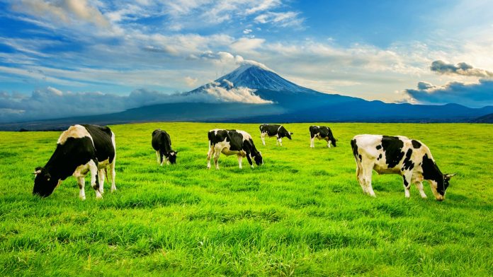 cows-eating-lush-grass-green-field-front-fuji-mountain-japan-1920x1080