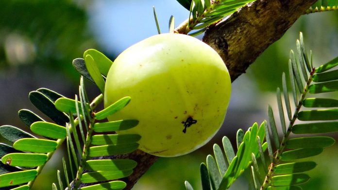 amla fruit on tree