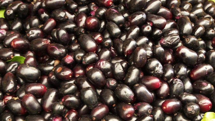 ripe jamun fruits
