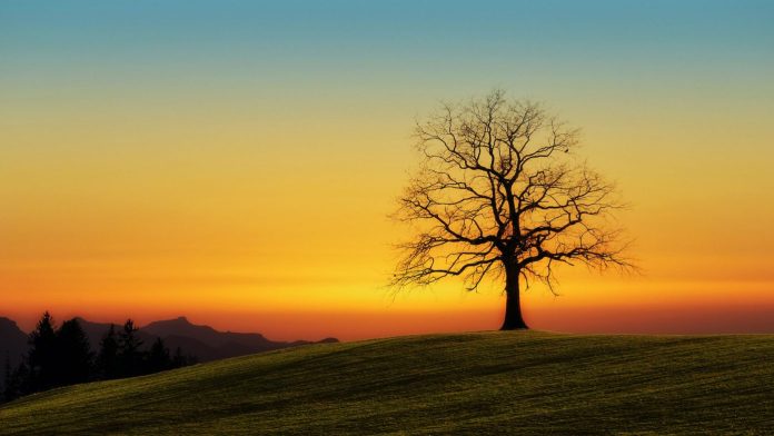 early morning landscape with a tree